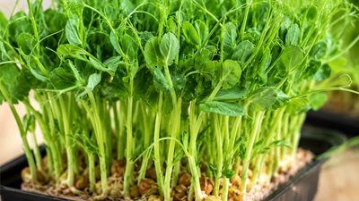 Pea Shoots microgreens